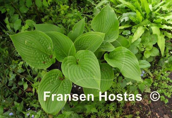 Hosta Deluxe Edition